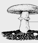 Ответ §4. Царство грибы - Рабочая тетрадь по Биологии 7 ...